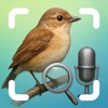 Bird Identifier By Sound icon