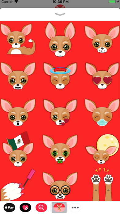 Tan Chihuahua screenshot