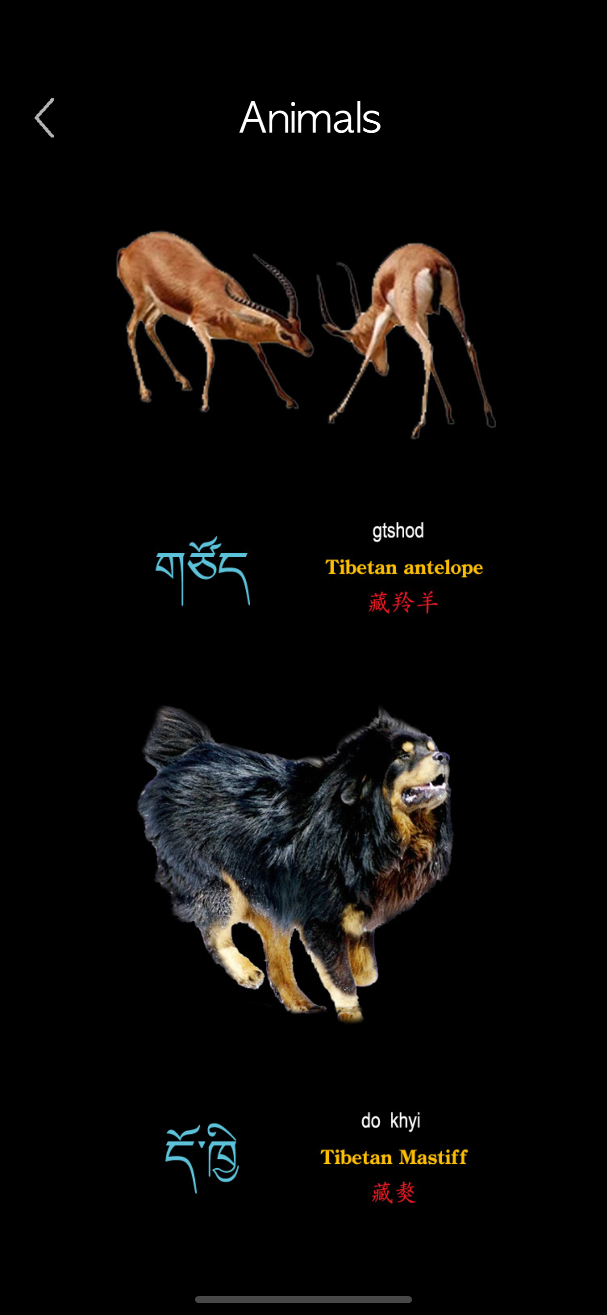 Tibetan Words & Writing