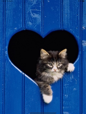 Cat Wallpapers Cute iPad screenshot