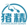 祥欣猪精 icon