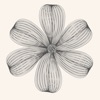 Honey Studio icon