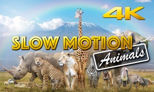Slow Motion Animals 4K