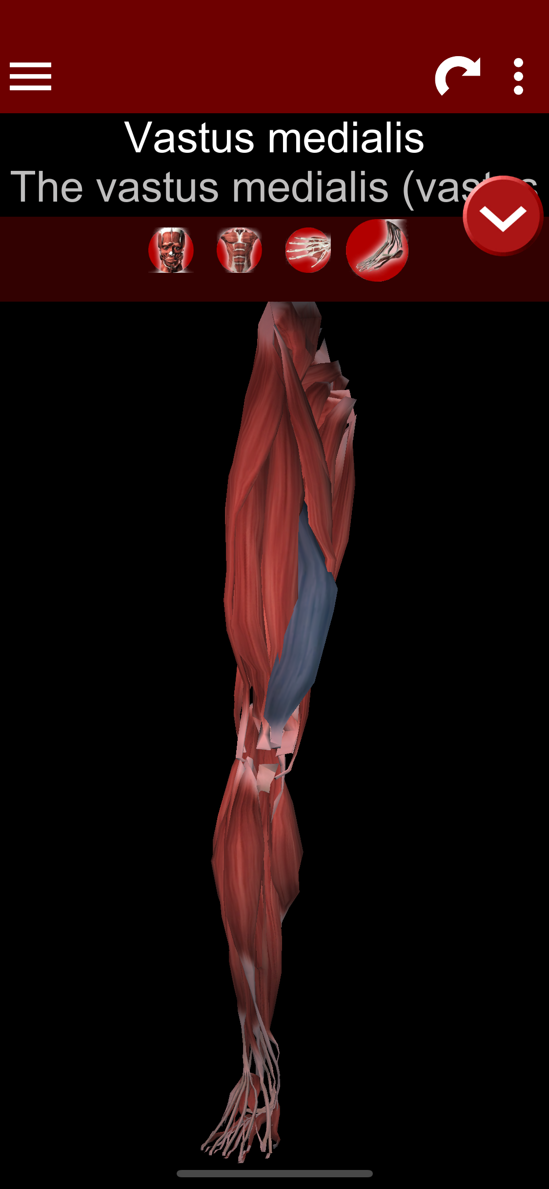 Muscular System 3D (anatomy)