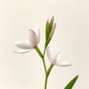 花卉成长记 icon