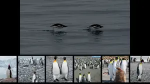 Album Antarctic screenshot 3