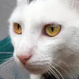 Cat Sounds - Meow Soundboard - App Icon
