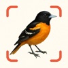 Bird Identifier AI – Birdpicx icon