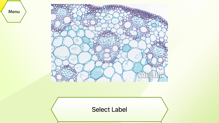 Plant Histology HD screenshot-3