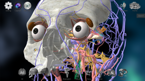 3D解剖学アトラス：iRis screenshot