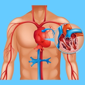 螢幕擷取畫面 (9) Cardiovascular System Quizzes