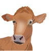 My Cattle Manager - Farm app icon