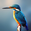 Wanderness icon