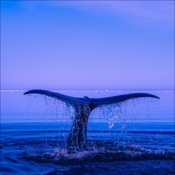 WhaleSong