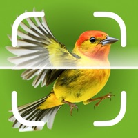Bird Identifier: Song ID