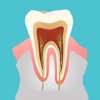 口腔解剖图 — 口腔牙科精美科普全息插图 icon