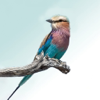 Sasol eBirds Kruger Park - mydigitalearth.com