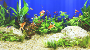 Aquarium Sim screenshot