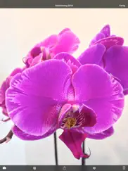 orchideen-album lite ipad bildschirmfoto 3