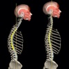 Kyphosis & Rounded Back icon