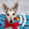 PhotoTalk.bennie icon