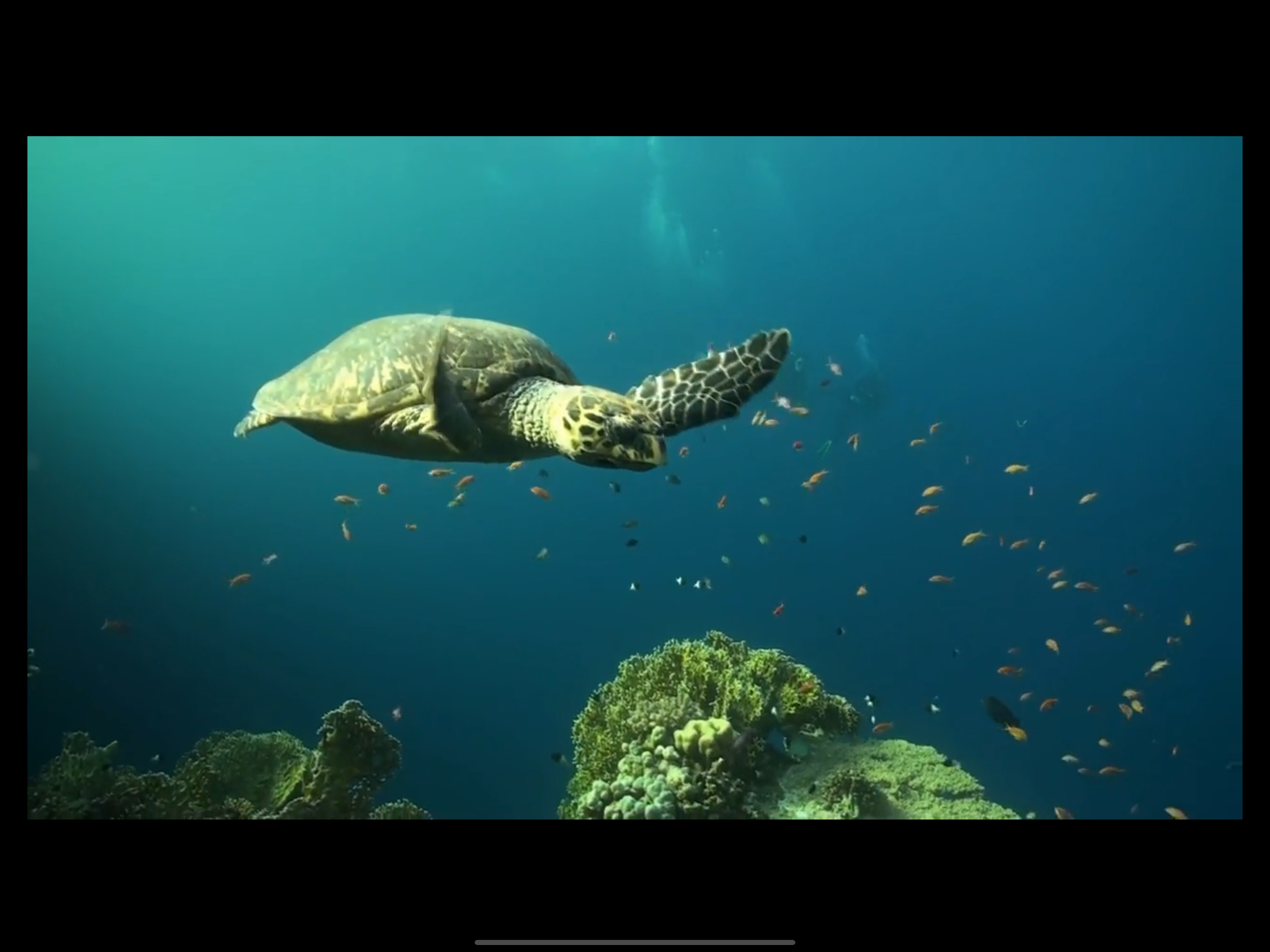 Video Touch: Sea Life