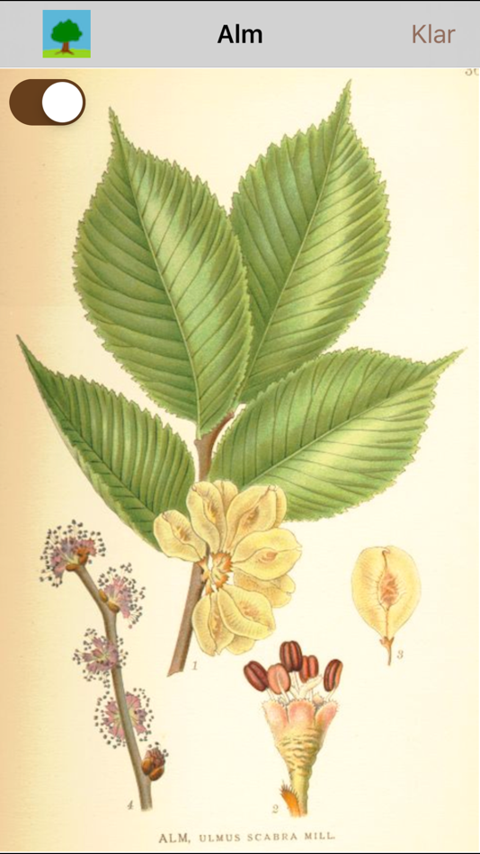 #3. Våra Träd (iOS) Ved: domesticusdevelop