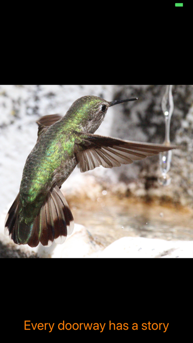 Hummingbird Moments screenshot 7