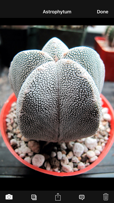 Cactus Album Lite Screenshot 3 of 5
