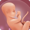 妊娠 計算 毎週 - ベビーカレンダーとトラッカー - iPadアプリ