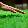 How to Grow Lawn:Maintain Guide and Tips