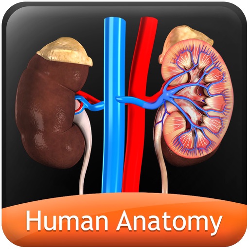 Human Anatomy Explorer Urinary System