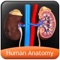 Human Anatomy Explorer app is a quick reference app that contains information about the ten different biological systems present in the human body in a visual and engaging manner