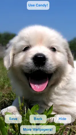Game screenshot Cute Pets Slideshow & Wallpapers (HD) hack