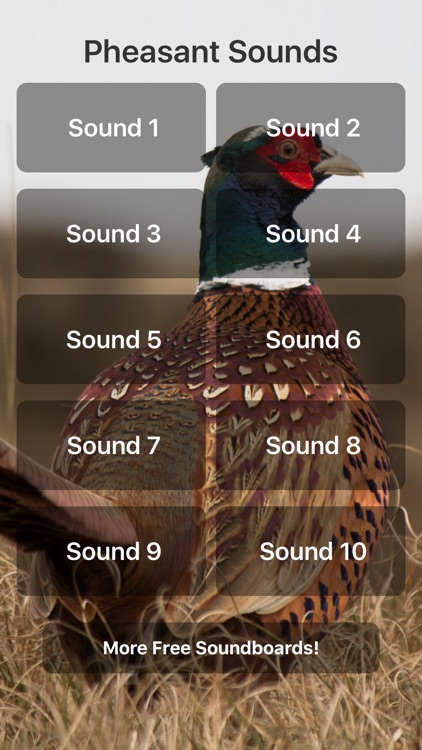 Pheasant Sounds