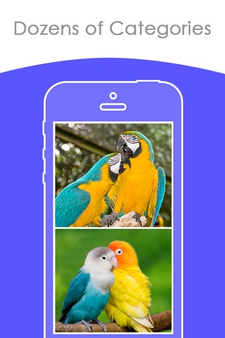 Beautiful Parrots Wallpapers | Backgrounds FREE screenshot 2