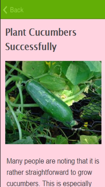 How To Grow Cucumbers