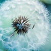 Dandelion Benefits-Healing Herbs and Health Guide