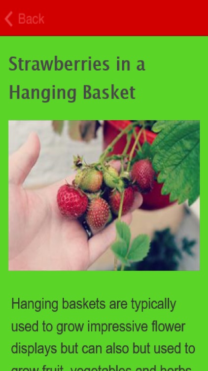 How To Grow Strawberries