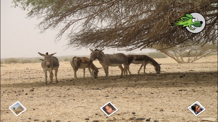 Views of Israel