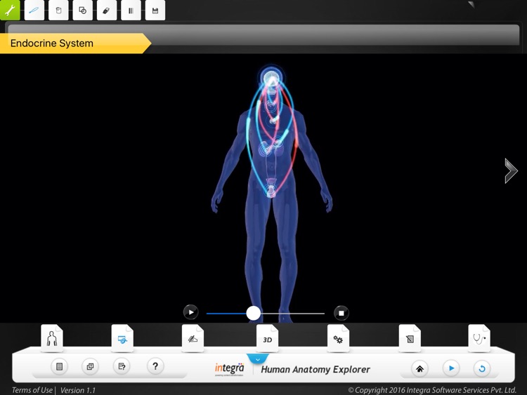 Human Anatomy Explorer - Endocrine System