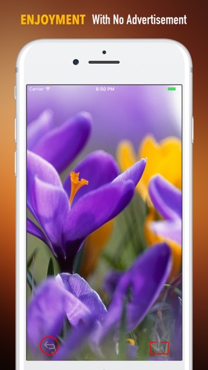 Audubon Wildflowers Wallpapers HD- Quotes and Art(圖2)-速報App
