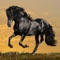 Want Horse Wallpapers to spicy up your phone want to pimp up your phone with the best retina images of horse, well your search is over