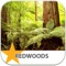 The “Redwood National Park” iPhone app covers it all - from hiking trails, birding and wildlife guides, history, scenic drives, campgrounds and lodgings, and more