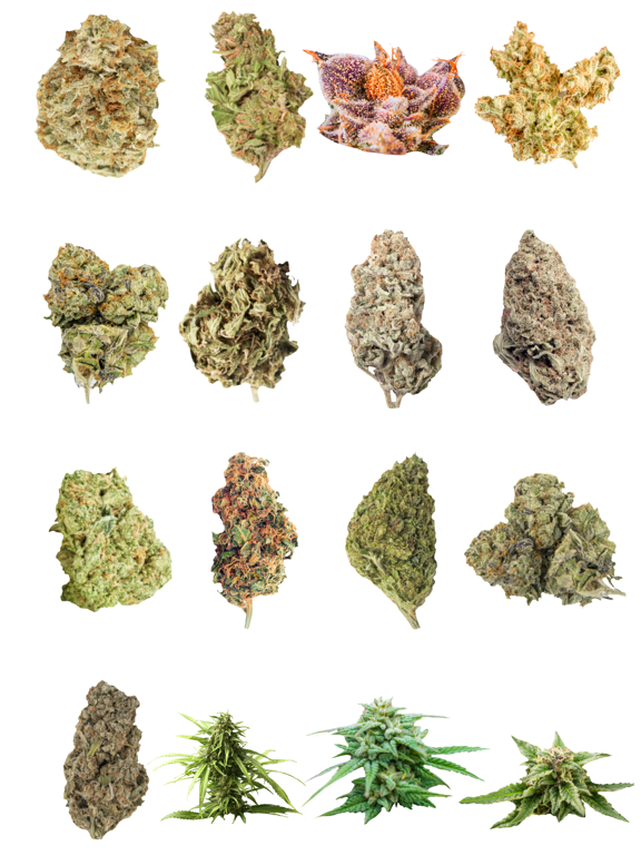 Screenshot #5 pour Marijuana Cannabis