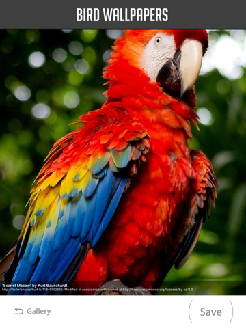 Screenshot #6 pour Bird Wallpapers