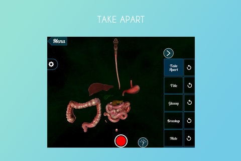 Human Alimentary Canal 3D screenshot 2