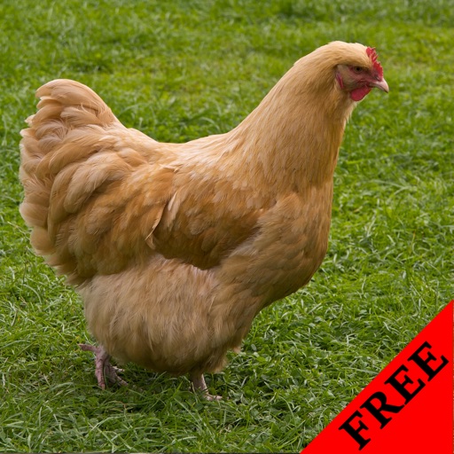 Chicken Video and Photo Galleries FREE icon