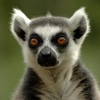 Lemur Wallpapers HD: Quotes Backgrounds with Art Pictures