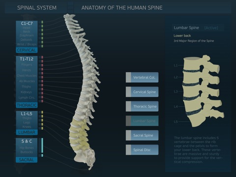 Spinal System screenshot 2